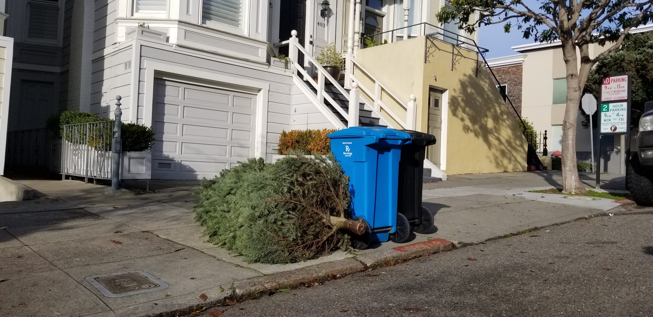 Recology Sf Holiday Schedule 2022 Christmas Tree Collection Runs Jan. 3-14, 2022