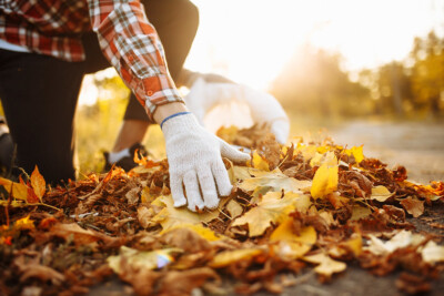 Fall is Leaf Season! Image